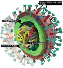 研究人员发现了形成甲型流感病毒的机制