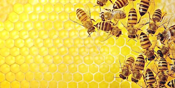 研究表明农药会影响蜜蜂的学习和记忆