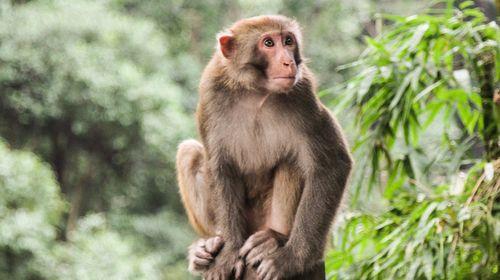 生活在不同区域的大包猴具有非常不同的DNA