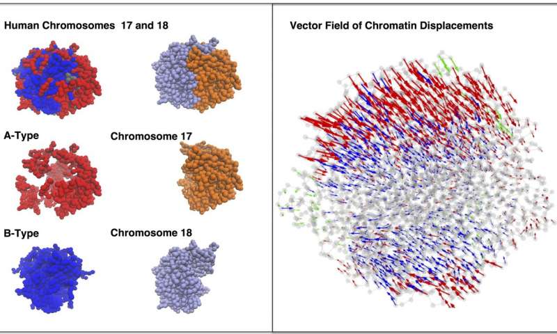 科学家们展示了能量景观算法如何详细阐述DNA的间期动力学