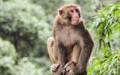 生活在不同区域的大包猴具有非常不同的DNA