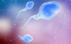蛋白质功能修复精子发生过程中的遗传损伤鉴定