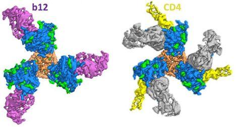 天然HIV-1包膜蛋白的构象提出了疫苗设计的问题