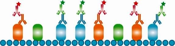 Bio-Rad推出新的同种型特异性二抗