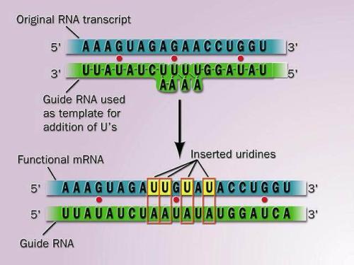 定点RNA编辑作为遗传剪刀的替代品