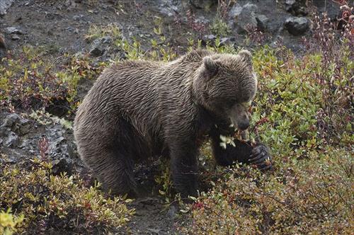 浆果熊通过粪便驱散种子并喂养小型哺乳动物