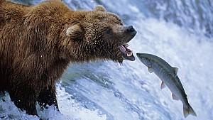 研究检查了灰熊的鲑鱼中毒病