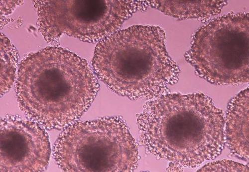卵母细胞因子可以重编程成人细胞