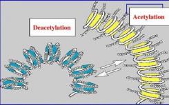 新的生物信息学方法帮助科学家了解细胞中基因调控的差异