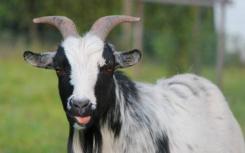 古代基因组分析揭示了数千年前山羊驯化的马赛克模式