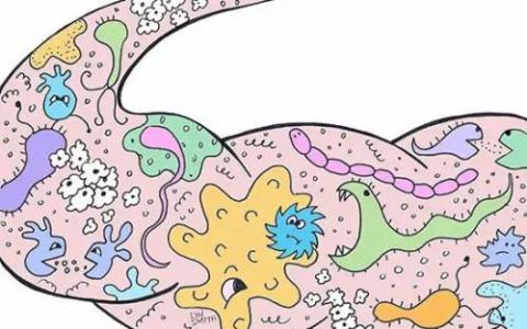 肠道微生物组根据性行为而改变