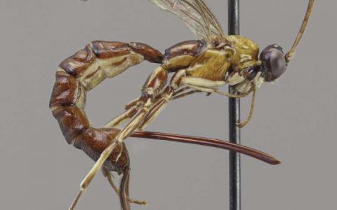 在亚马逊流域发现了一种巨型毒刺的新黄蜂物种