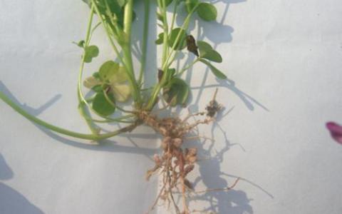 鉴定了豆科植物与固氮根瘤菌共生的新受体