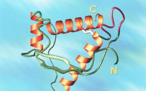 新的分析揭示了允许某些蛋白质感染其他蛋白质的生物物理特性