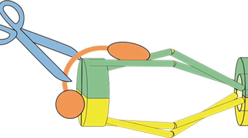 突变和3-D建模揭示了细胞分裂过程的新结构