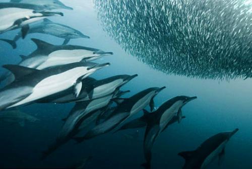 研究人员研究环境如何影响谢德水族馆的海豚微生物群