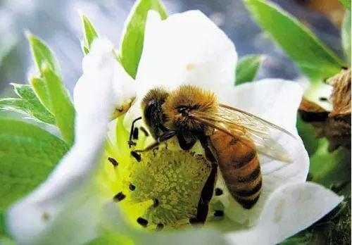 蜜蜂微生物组的物种变化随年龄和蜂巢的作用而不同