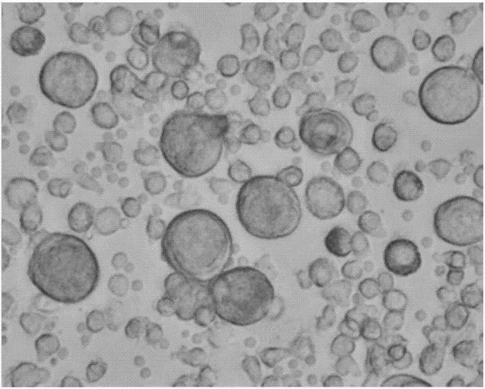 科学家们发现了精原干细胞自我更新因子的新功能