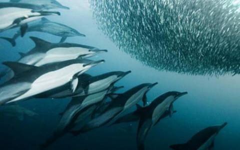 研究人员研究环境如何影响谢德水族馆的海豚微生物群