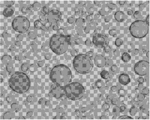 科学家们发现了精原干细胞自我更新因子的新功能