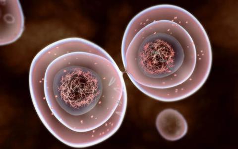 人体细胞分裂的分子制动可预防癌症