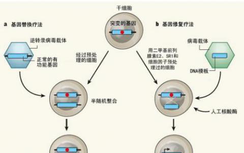 宾夕法尼亚州宾夕法尼亚州开发AAV基因治疗最佳疾病的权利