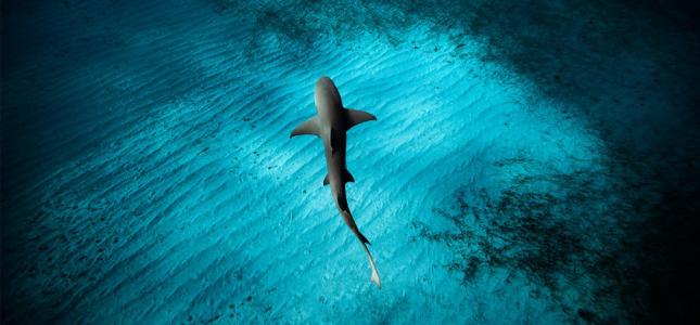 深水地平线研究的新成果以保护海洋生物免受未来石油泄漏的影响