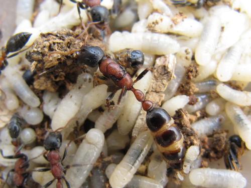 确定蚂蚁对食欲的激素控制