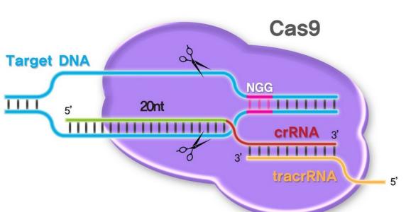 CRISPR-Cas9是否与它匹配