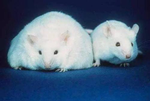 大规模的小鼠突变筛查揭示了38个与听力损失有关的新基因