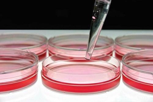 AMSBIO宣布了不使用血清培养细胞的新概念
