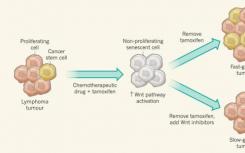 科学家发现了一种阻止癌细胞增殖的新机制