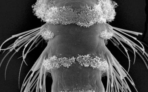 海洋浮游生物中的光感受器形成一个深度计以帮助生存