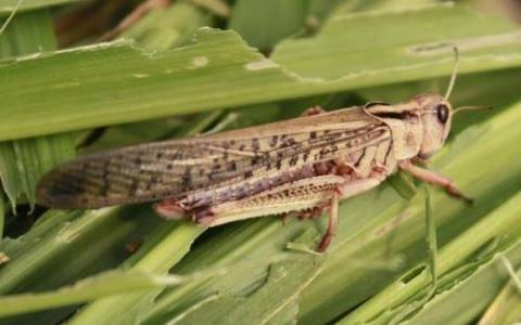 北卡罗来纳州10种最恶劣的农作物害虫