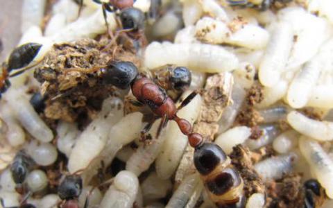 确定蚂蚁对食欲的激素控制