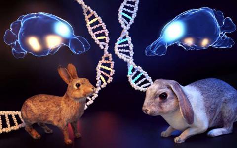 野生兔和家兔之间脑形态的显着差异