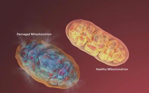 受损的线粒体使用“吃我”信号进行线粒体自噬