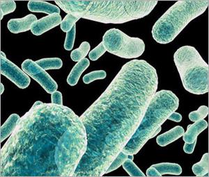 微生物学家和植物科学家发现了处理霍乱的秘密