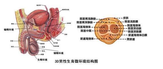 男性的睾丸激素水平很大程度上取决于他们长大的地方