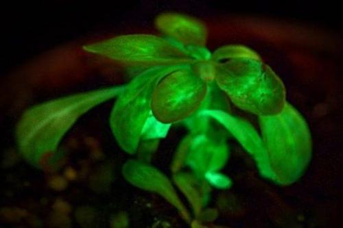 研究发现植物具有控制基因表达的独特锁定