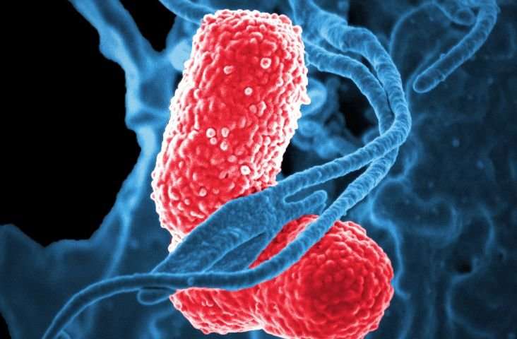 细菌如何竞争和合作塑造抗生素耐药性