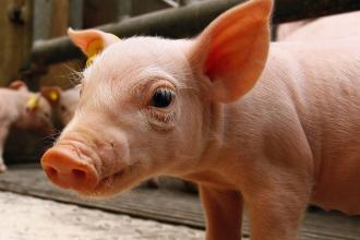 研究发现基因编辑的猪对数十亿美元的病毒具有抗性