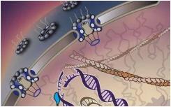“行走的分子”将受损的DNA运送到细胞的急诊室