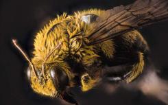 科学家在蜜蜂中发现了27种新病毒的证据