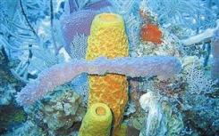 深海海绵可能是抗生素耐药性的关键