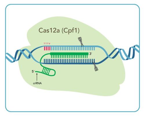 研究人员发现了CRISPR-Cas蛋白的作用和团队合作