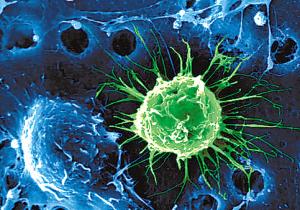 研究人员发现了新型的干细胞状态