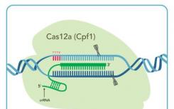 研究人员发现了CRISPR-Cas蛋白的作用和团队合作