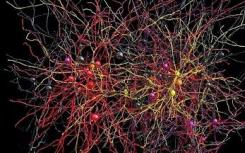 研究人员在光敏神经元的“触角”中发现了新的结构
