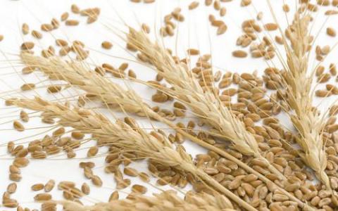 日本，SKorea禁止加拿大小麦进口生物工程植物